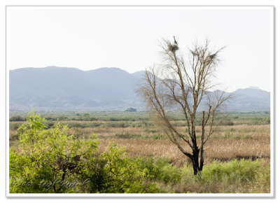 Herons Rule - April 19