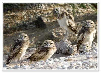 4 of 6  --  baby burrowing owls -  6/10/07