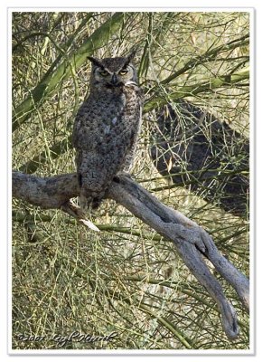 Great Horned Owl