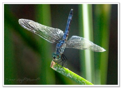 Dragonfly