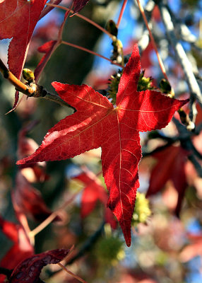 Fall Leaf