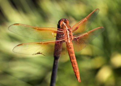 Old Dragon Fly