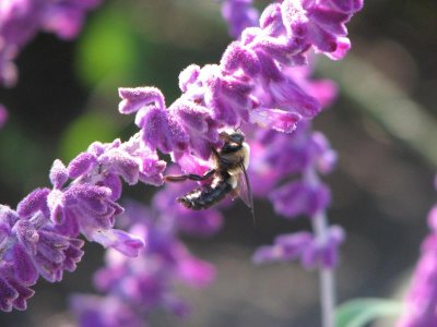 IMG_3819.jpg