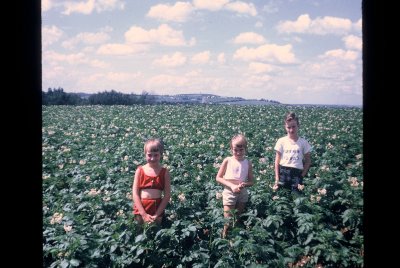 Wayne's potato field