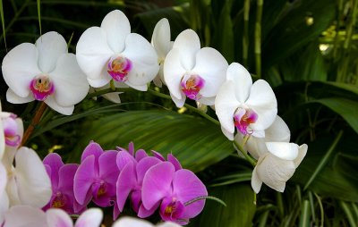 NY Botanical Garden Orchid Show-2007