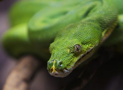 Green Tree Snake.jpg