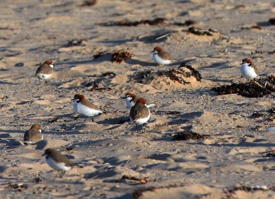 Red Capped Plovers