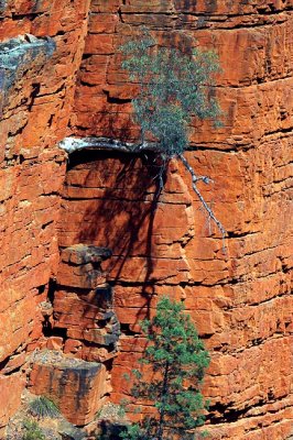 Alligator Gorge.jpg