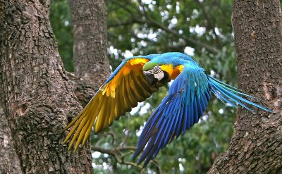 Blue and Gold Macaw_.jpg
