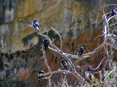 Loch Ard Gorge Swallows.jpg