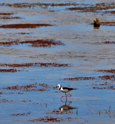 Pied Stilt Lake Alexandrina South Australia.jpg