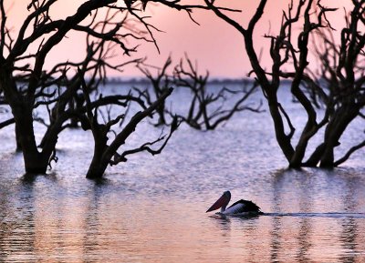 Pamamaroo Lake Pelican.jpg