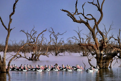 Pamamaroo Lake Pelicans_2.jpg