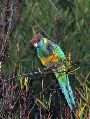 Yellow Neck Parrot.jpg