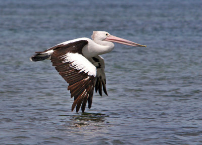 Pelican in Flight.jpg