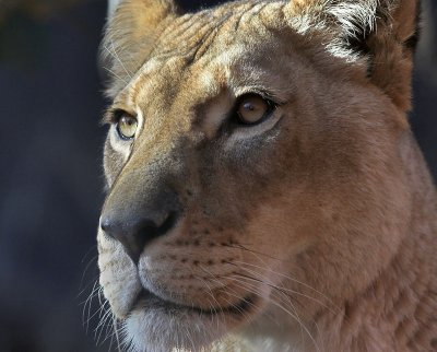 Taronga Lioness.jpg