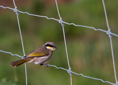 Bird On Wire Fence.jpg