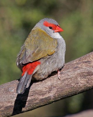 Red Browed Finch.jpg