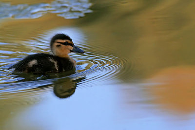 Duckling_7.jpg