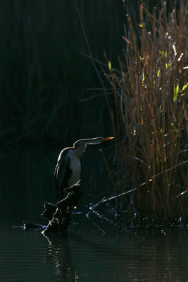 Late Afternoon Darter