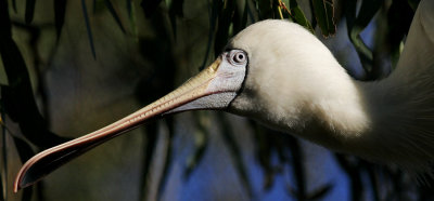 Spoonbill Profile.jpg