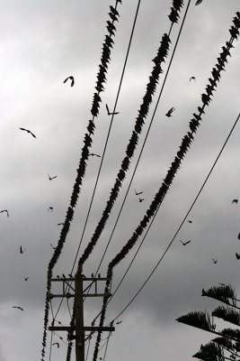 Birds on Wires