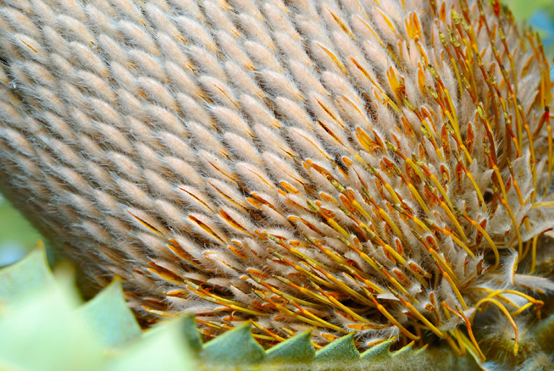 Thistle Grande