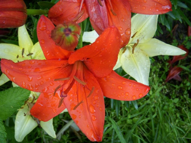 Lilly