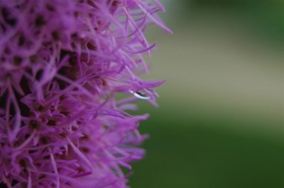Drop