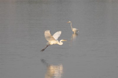 egrets