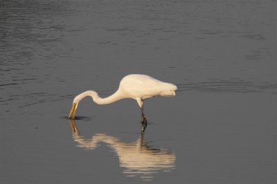 Egret 5.JPG