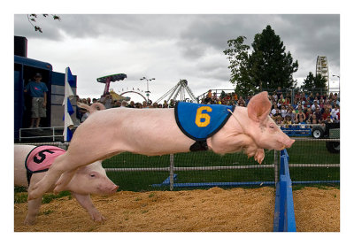 Alaskan Racing Pigs