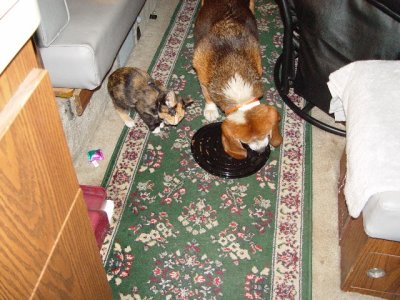 BUDDY SHARES SOME OF THE LEFTOVER CRUMBS WITH CALLY, THEY ARE COLOR COORDINATED