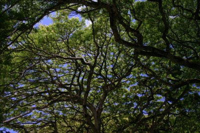 Monkey Pod Tree