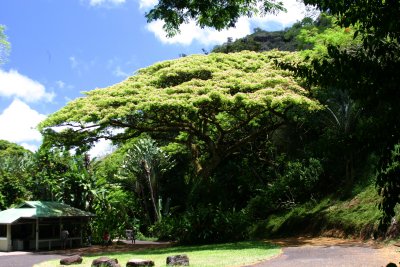 Monkey Pod Tree