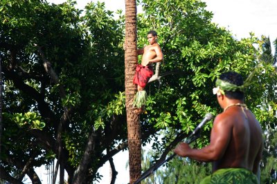 Ploynesian Cultural Center - Samoa Harvesting Coconuts