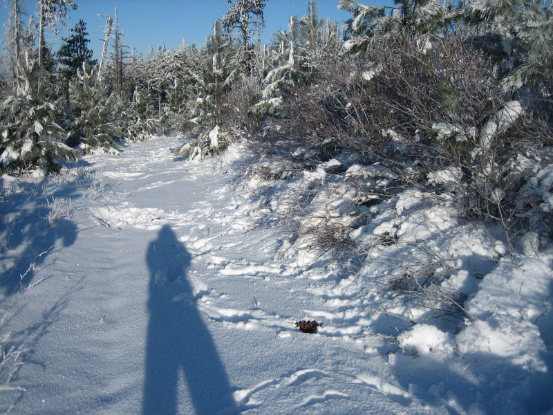 moose playground (note the many piles of poop and tracks)