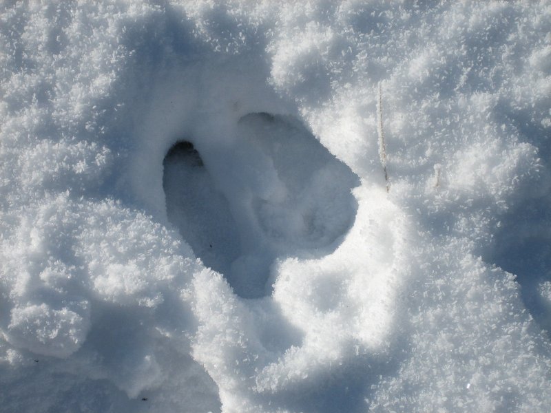 moose track