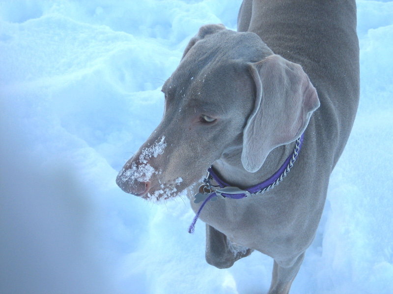 snow nose