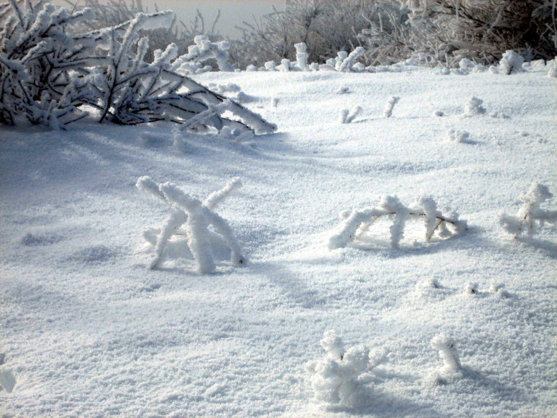 snow spiders