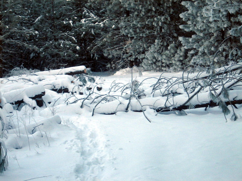 trees down