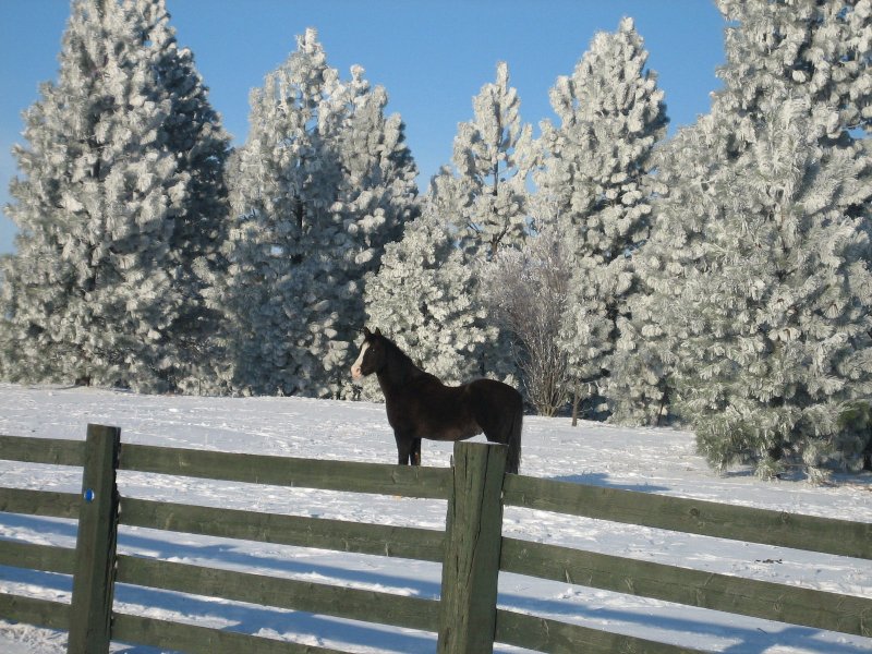 horse
