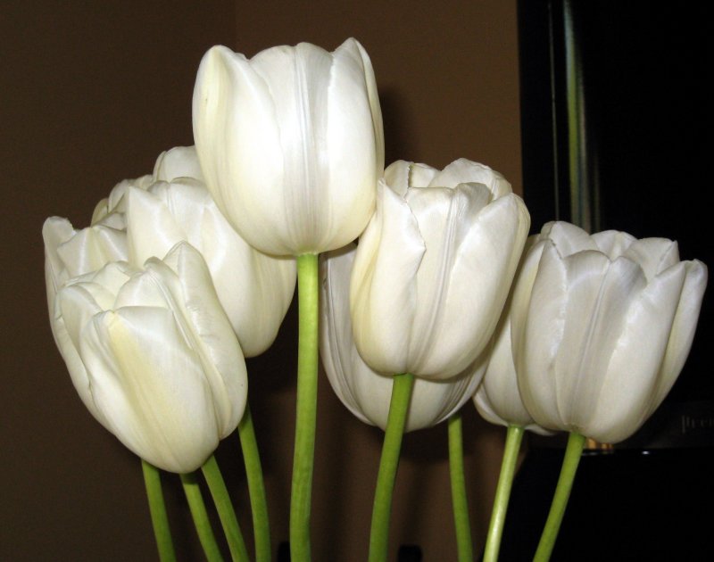 French tulips (ok, I bought those!)