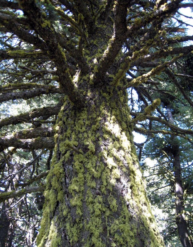 fuzzy bark