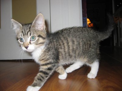 Because hes so cute, Frank the kitten earns a place in my dogs I know gallery (Gorski)