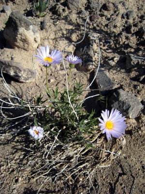 desert flowers by Helen
