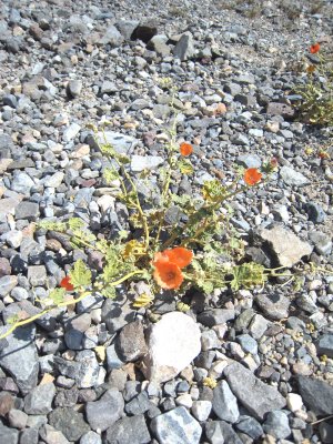 desert flowers by Helen