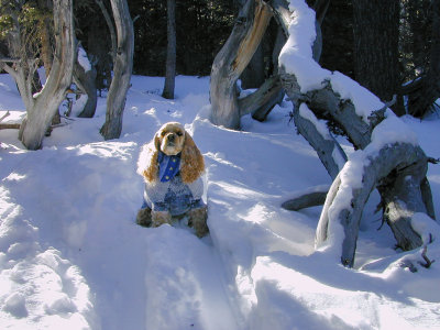 Snow Dog of the Rockies