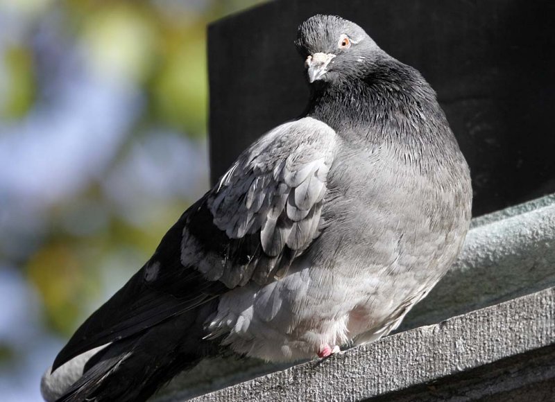 Guardian of monuments