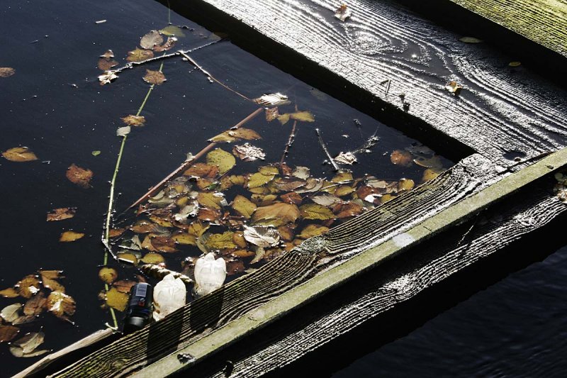 Floating on the canal